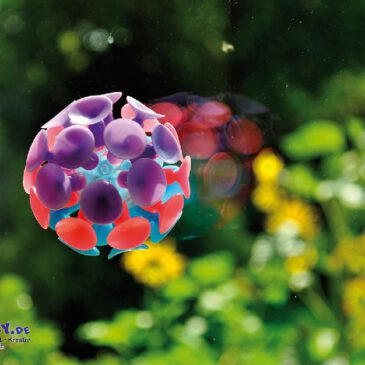 Saugball Wie ein Gecko ... bleibt dieser Ball durch die flexiblen Saugflächen an glatten Oberflächen kleben - wie z. B. Fensterscheiben, Fliesen, Metallflächen. - Kisus e.K. - Kinder, Spiel und Spaß