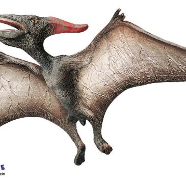 Pteranodon Spielfigur Dieser geflügelte und zahnlose Flugsaurier ... war mit einer Flügelspannweite von mehr als 8 m eines der größten fliegenden Lebewesen aller Zeiten. Die schnabelförmige Mundöffnung war dem Fang von Fischen und anderen Meerestieren angepasst. Am Hals fällt ein Sack auf und der Schwanz war stark reduziert. Der Schädel trug hinten einen langen Knochenkamm. Da die Beine den Körper auf festem Boden nicht trugen, fütterte der Pteranodon seine Jungen aus der Luft. Die Figur ist naturalistisch von Hand bemalt.