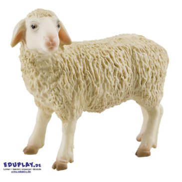 Schaf Spielfigur Schafe sind reine Herdentiere ... Man sieht sie nie alleine. Die Männchen sind sehr viel größer und stärker als die weiblichen Schafe. Ein typisches Kennzeichen der Schafe ist ihr Fell, welches zu Wolle verarbeitet wird. Außerdem sind Schafe wie die Kühe Wiederkäuer. Sie würgen das Futter einige Stunden nach dem Fressen wieder hoch und kauen es noch einmal gründlich, bevor es dann endgültig im Darm verdaut wird. Mit dem Fressen sind sie allerdings nicht sehr wählerisch. Sie fressen jedes Gras oder Kraut, das es auf dem Feld gibt. Die PVC-freie Spielfigur ist naturgetreu von Hand bemalt. Mit dem Gütesiegel SPIEL GUT ausgezeichnet.