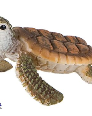 Meeresschildkröte Spielfigur Diese Schildkröten leben im Wasser ... Zum Atmen strecken Meeresschildkröten den Kopf aus dem Wasser. Zum Teil atmen sie auch durch die Haut. Manche bleiben im Winter sogar für Wochen unter dem Eis. Das Weibchen geht zur Geburt an Land. Dort gräbt sie eine tiefe Grube, in die sie die Eier legt. Danach wird diese wieder zugeschüttet. Die Sonne brütet nun die Eier aus. Wenn die Jungen schlüpfen, rennen sie sofort zum Meer, damit sie nicht von Vögeln gefressen werden. Es gibt insgesamt sieben verschiedene Arten. Je nach Art werden sie unterschiedlich groß, schwer und alt. Auch ihr Aussehen unterscheidet sich deutlich. Die Meeresschildkröte ernährt sich von Seegras, Algen, Tang, Quallen, Schwämmen, kleinen Fischen, Schnecken und Tintenfischen. Die PVC-freie Spielfigur ist naturgetreu von Hand bemalt.