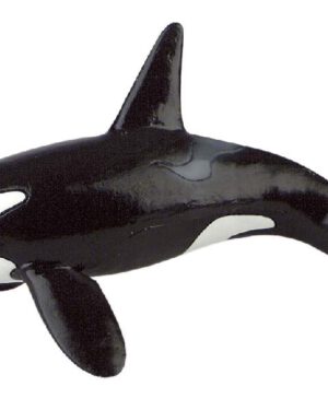 Orca Wal Spielfigur Der Schwertwal oder auch Orca ist weltweit verbreitet ... bewohnt jedoch bevorzugt küstennahe Gewässer in höheren Breiten. Er zählt zu den Raubtieren und frisst Fische, Tintenfische, Seelöwen, Delphine, Robben und sogar andere Wale. Die Schwertwale leben in starken Sozialverbänden, was ihnen beim Jagen sehr zur Hilfe kommt. So können sie nämlich voneinander lernen und ihre Jagdtechnik perfektionieren. Die Babys der Wale werden Kälber genannt. Sie wachsen im Bauch der Mutter heran. Gleich nach der Geburt können sie schwimmen. Von ihrer Mutter werden sie gesäugt bis sie feste Nahrung fressen können. Die PVC-freie Spielfigur ist naturgetreu von Hand bemalt.