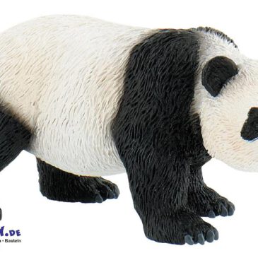 Panda Spielfigur Der Panda kommt aus China ... und dieses Land verlässt er auch auf gar keinen Fall. Denn nur in China gibt es sein Lieblingsessen: Bambus! Doch um mit Bambus satt zu werden, frisst er am Tag bis zu 20 kg davon. Pandababys sind im Vergleich zu ausgewachsenen Tieren echte Winzlinge - sie wiegen nur 90-130 g. Ihr Fell ist am Anfang noch weiß und erst nach vier Wochen zeigt sich die typische Fellzeichnung. Bis zu 5 Monaten werden sie von der Mutter gesäugt, erst dann nehmen sie feste Nahrung auf. Ein besonderes Merkmal ist ihr Fell. Durch den großen Kontrast zwischen schwarz und weiß lösen sich die Umrisse seiner Gestalt auf. Dadurch sind sie am Tag sehr gut getarnt und müssen sich über Angriffe von Feinden nicht ständig Sorgen machen. Die PVC-freie Spielfigur ist naturgetreu von Hand bemalt. Mit dem Gütesiegel SPIEL GUT ausgezeichnet.