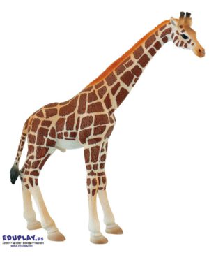 Giraffe Spielfigur Die Giraffen sind die höchsten landlebenden Tiere der Welt ... Ein Bulle kann bis zu 6 Meter hochwerden. Giraffen haben einen außergewöhnlich langen Hals, der sie dazu befähigt in weit oben gelegenen Baumkronen Nahrung zu finden. Das Muster des Haarkleides unterscheidet sich je nach Art und dient sowohl der Tarnung, als auch der Regulierung der Körpertemperatur. Die PVC-freie Spielfigur ist naturgetreu von Hand bemalt. Mit dem Gütesiegel SPIEL GUT ausgezeichnet.