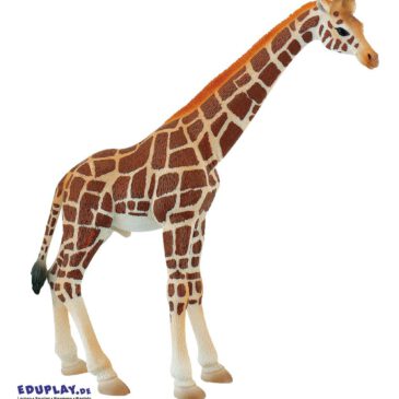 Giraffe Spielfigur Die Giraffen sind die höchsten landlebenden Tiere der Welt ... Ein Bulle kann bis zu 6 Meter hochwerden. Giraffen haben einen außergewöhnlich langen Hals, der sie dazu befähigt in weit oben gelegenen Baumkronen Nahrung zu finden. Das Muster des Haarkleides unterscheidet sich je nach Art und dient sowohl der Tarnung, als auch der Regulierung der Körpertemperatur. Die PVC-freie Spielfigur ist naturgetreu von Hand bemalt. Mit dem Gütesiegel SPIEL GUT ausgezeichnet.